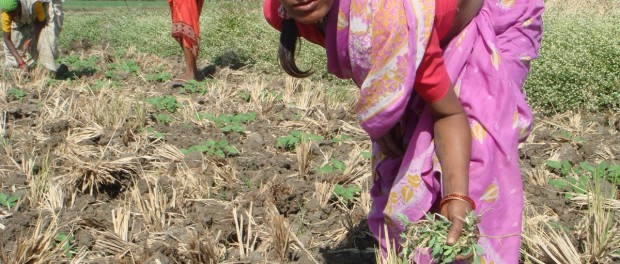woman working in field